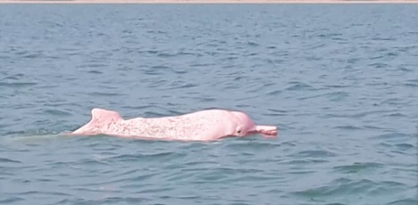 rosa delfin