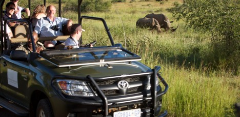 safari noshörningar